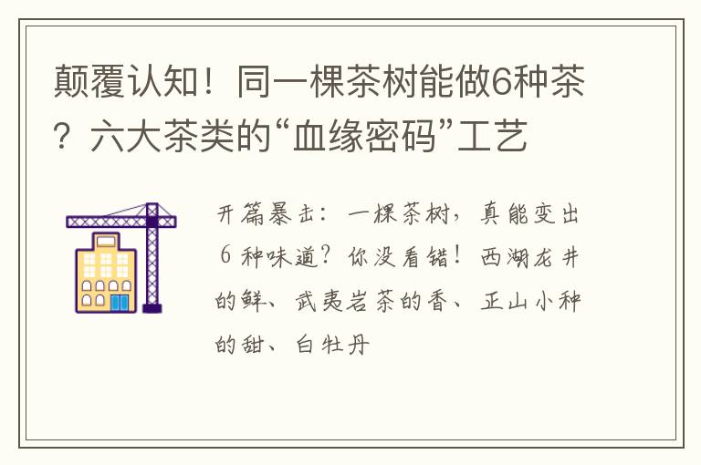颠覆认知！同一棵茶树能做6种茶？六大茶类的“血缘密码”工艺