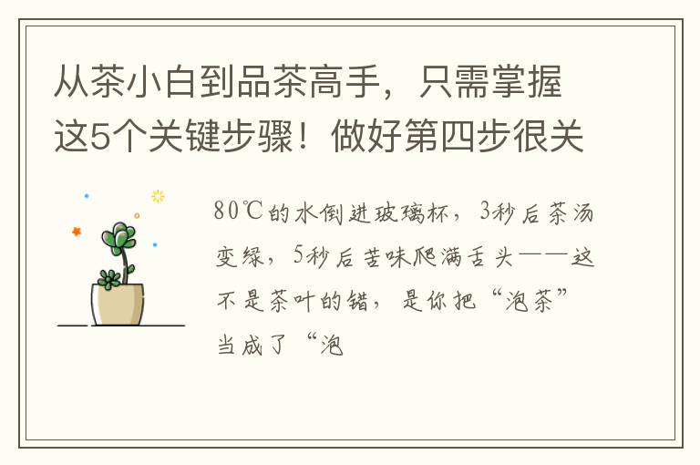 从茶小白到品茶高手,只需掌握这5个关键步骤!做好第四步很关键