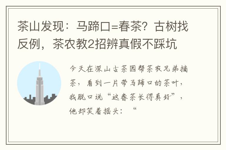 茶山发现：马蹄口=春茶？古树找反例，茶农教2招辨真假不踩坑