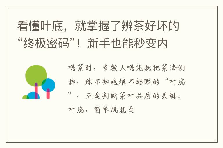 看懂叶底,就掌握了辨茶好坏的“终极密码”!新手也能秒变内行人