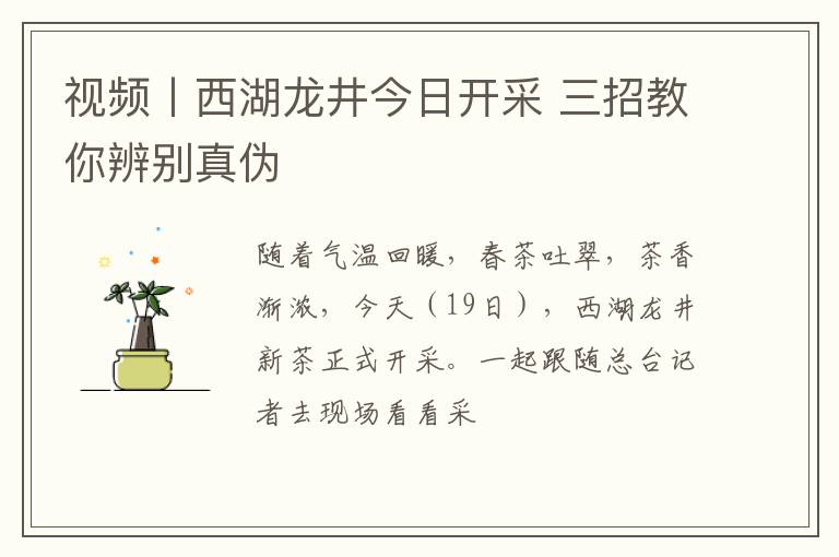 视频丨西湖龙井今日开采 三招教你辨别真伪