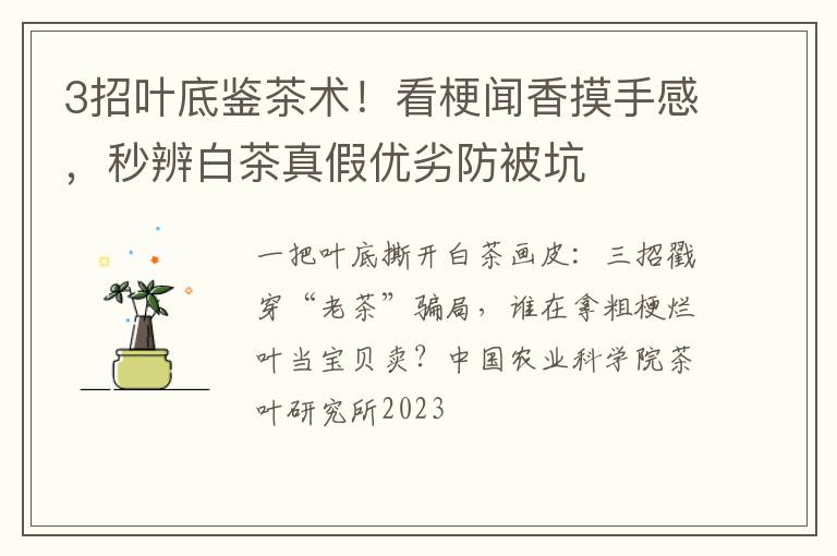 3招叶底鉴茶术!看梗闻香摸手感,秒辨白茶真假优劣防被坑