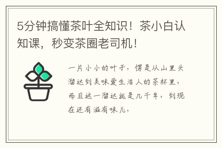 5分钟搞懂茶叶全知识！茶小白认知课，秒变茶圈老司机！