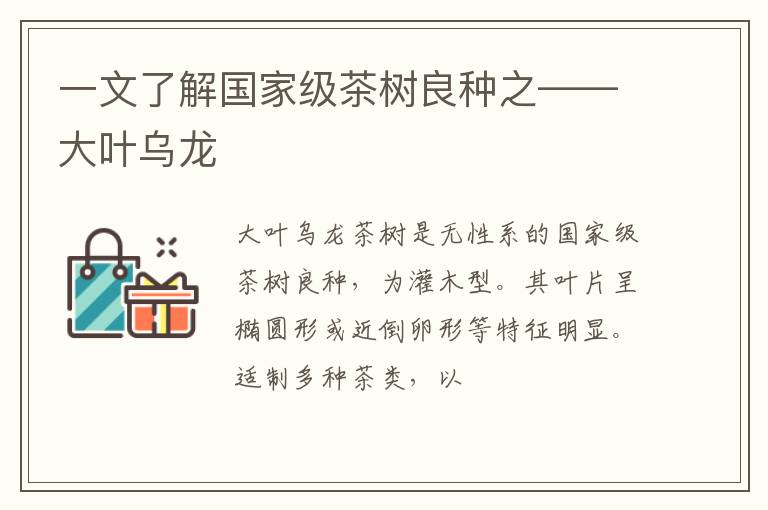 一文了解国家级茶树良种之——大叶乌龙