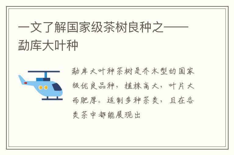 一文了解国家级茶树良种之——勐库大叶种