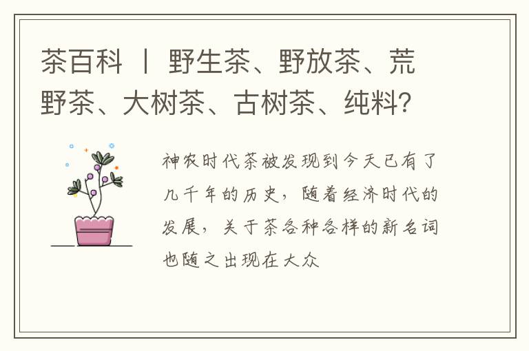 茶百科 丨 野生茶、野放茶、荒野茶、大树茶、古树茶、纯料？