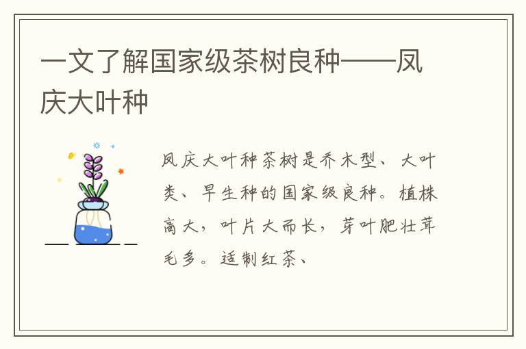 一文了解国家级茶树良种——凤庆大叶种