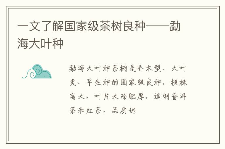 一文了解国家级茶树良种——勐海大叶种