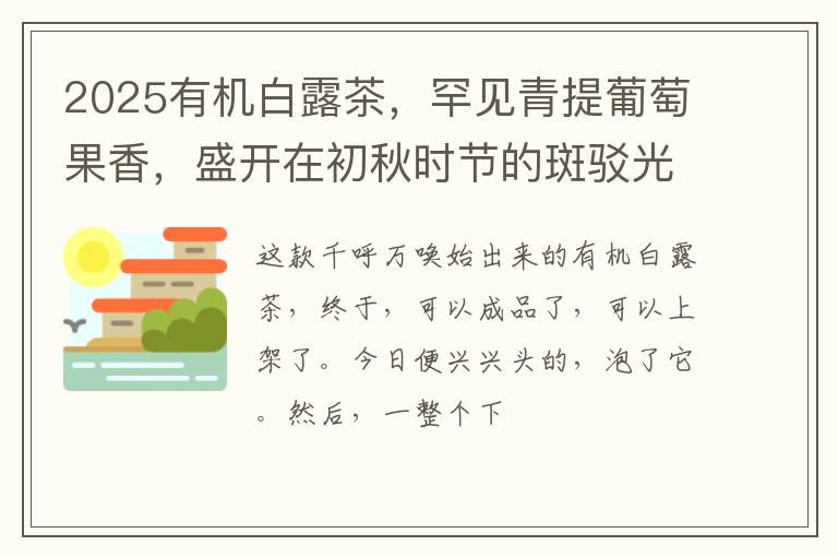 2025有机白露茶，罕见青提葡萄果香，盛开在初秋时节的斑驳光影里