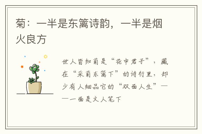 菊:一半是东篱诗韵,一半是烟火良方