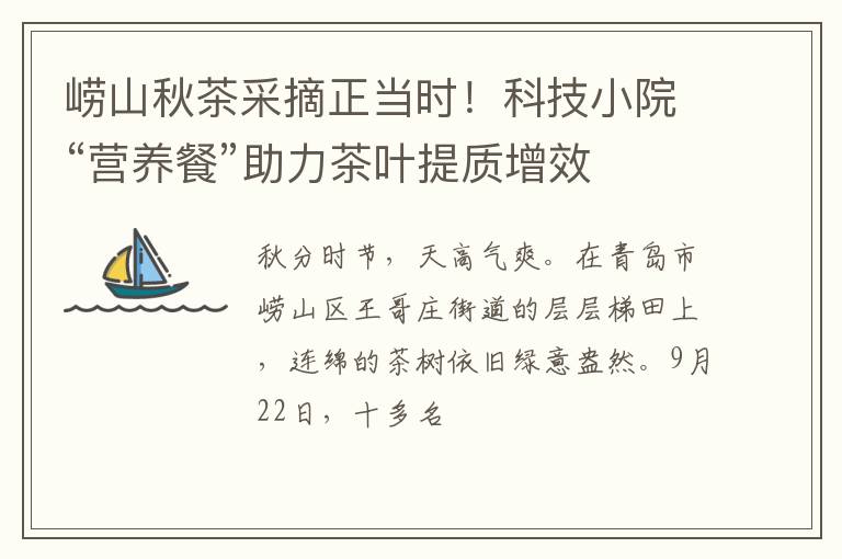 崂山秋茶采摘正当时！科技小院“营养餐”助力茶叶提质增效