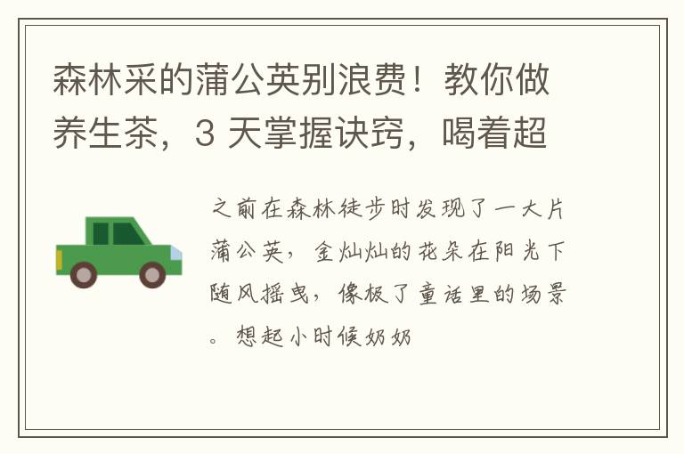 森林采的蒲公英别浪费！教你做养生茶，3 天掌握诀窍，喝着超舒服