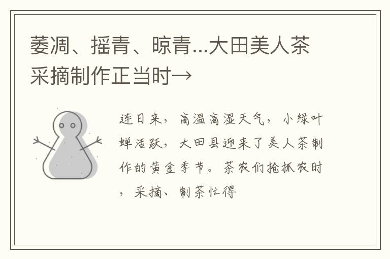 萎凋、摇青、晾青...大田美人茶采摘制作正当时→