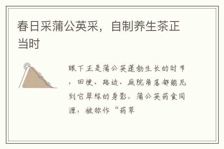 春日采蒲公英采，自制养生茶正当时