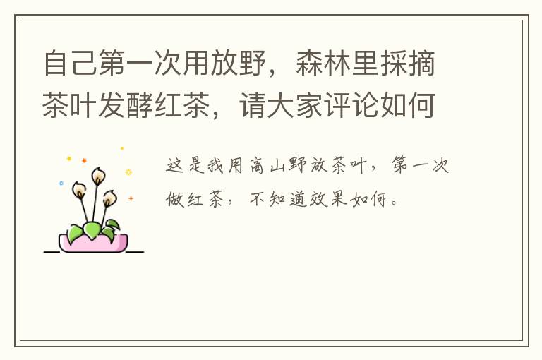 自己第一次用放野，森林里採摘茶叶发酵红茶，请大家评论如何？。