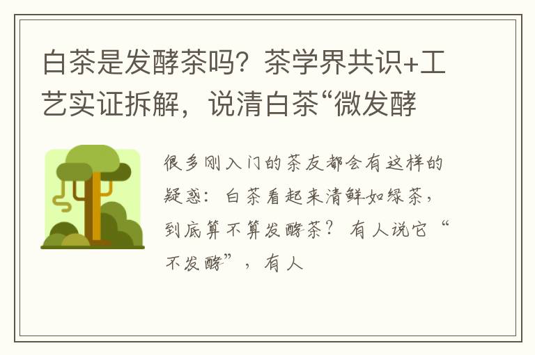 白茶是发酵茶吗？茶学界共识+工艺实证拆解，说清白茶“微发酵”