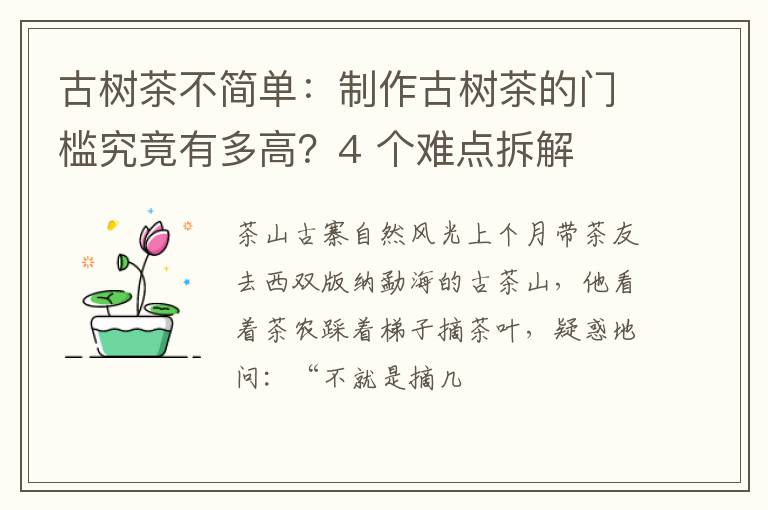 古树茶不简单：制作古树茶的门槛究竟有多高？4 个难点拆解