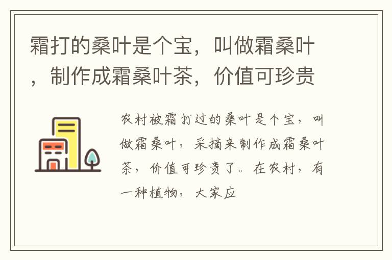 霜打的桑叶是个宝，叫做霜桑叶，制作成霜桑叶茶，价值可珍贵了