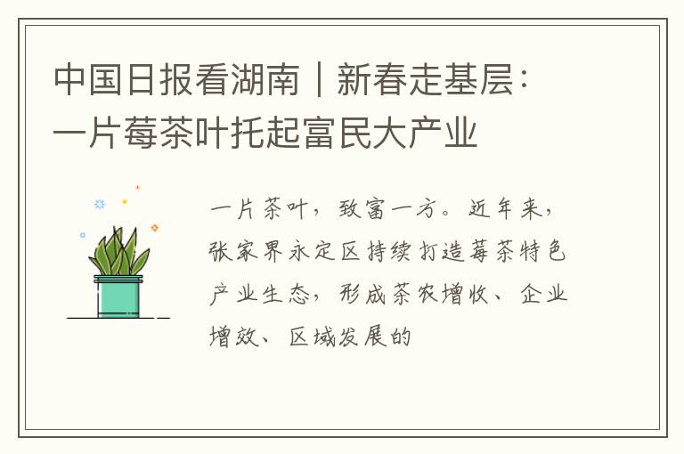 中国日报看湖南｜新春走基层：一片莓茶叶托起富民大产业