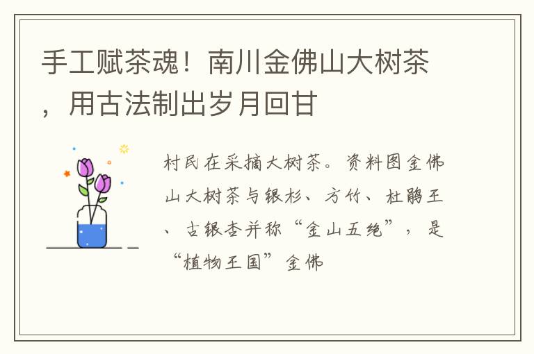 手工赋茶魂!南川金佛山大树茶,用古法制出岁月回甘