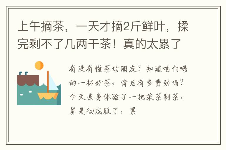上午摘茶，一天才摘2斤鲜叶，揉完剩不了几两干茶！真的太累了！