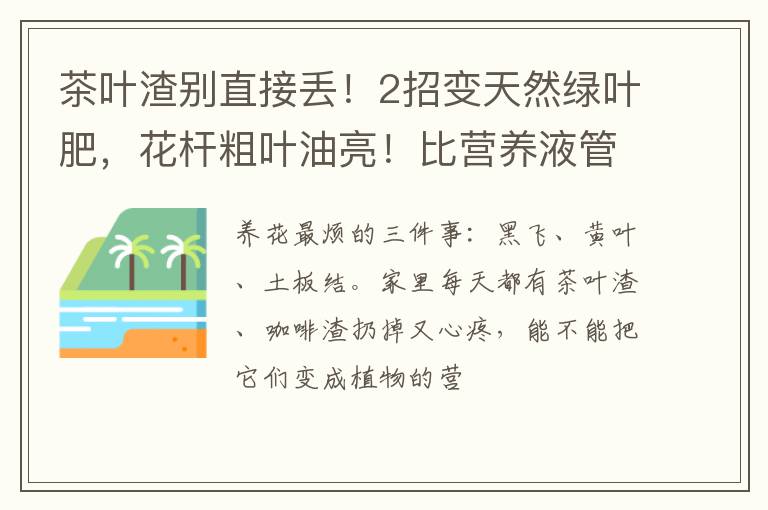 茶叶渣别直接丢！2招变天然绿叶肥，花杆粗叶油亮！比营养液管用
